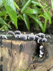 Resupinatus alboniger