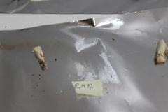 Russula flavisiccans