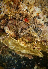 Lepidoblennius marmoratus