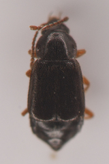 Omaliinae