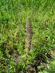 Dracocephalum thymiflorum