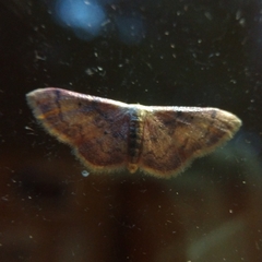 Idaea demissaria