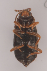 Omaliinae