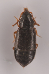 Omaliinae