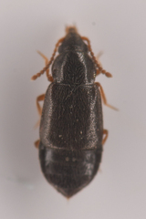 Omaliinae