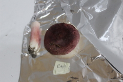 Russula uncialis