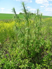 Leonurus glaucescens