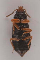 Omaliinae