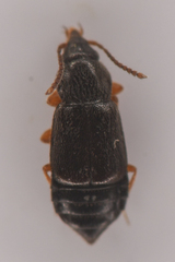 Omaliinae