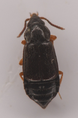 Omaliinae