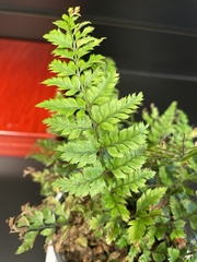 Polystichum luctuosum