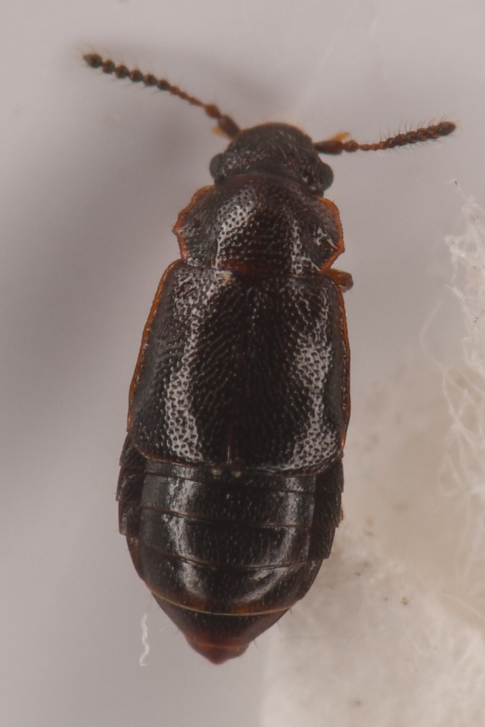 Acruliopsis tumidula