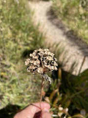 Allium victorialis