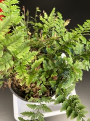 Polystichum luctuosum