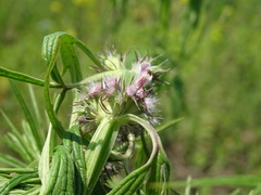 Leonurus glaucescens