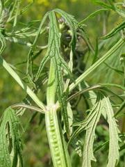 Leonurus glaucescens