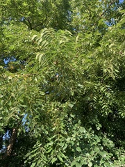 Ailanthus altissima