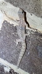 Christinus marmoratus