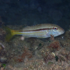 Mullus surmuletus