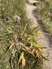 Allium victorialis
