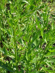 Cirsium arvense integrifolium
