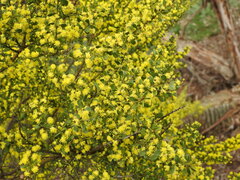 Acacia acinacea