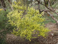 Acacia acinacea