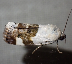 Acontia lucida