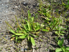 Plantago depressa
