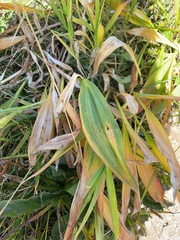 Allium victorialis