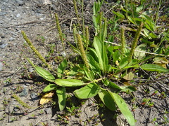 Plantago depressa