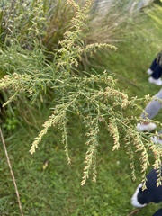 Artemisia