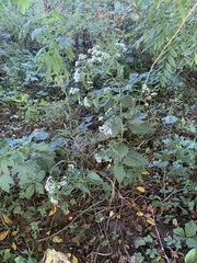 Ageratina altissima