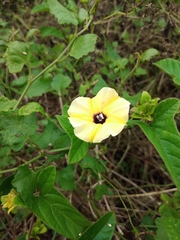 Hewittia malabarica