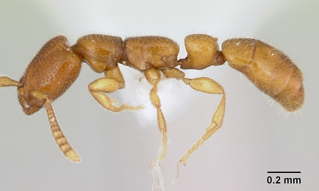 Apomyrminae