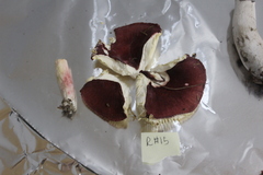 Russula uncialis