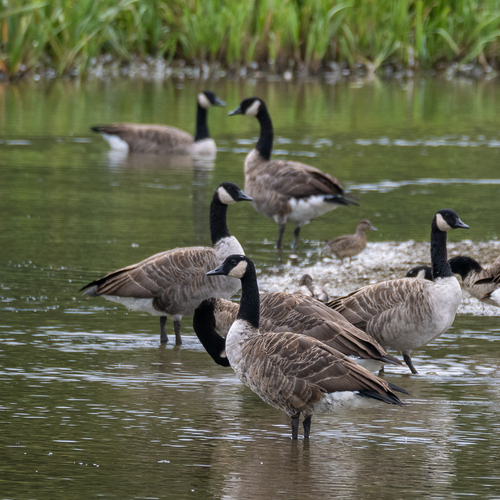 Barnacla canadiense grande (Branta canadensis)