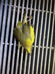 Geothlypis philadelphia