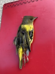 Geothlypis philadelphia