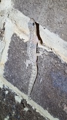 Christinus marmoratus
