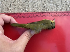 Geothlypis philadelphia