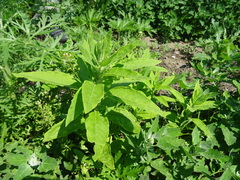 Axyris amaranthoides