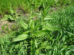 Axyris amaranthoides