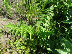 Pastinaca sativa sylvestris