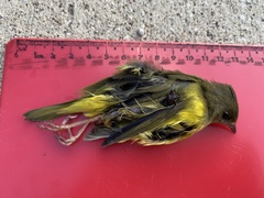 Geothlypis philadelphia