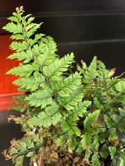 Polystichum luctuosum