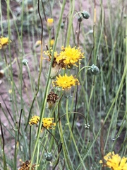 Thelesperma megapotamicum