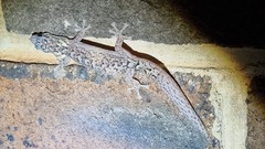 Christinus marmoratus