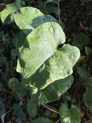 Phytomyza albiceps group