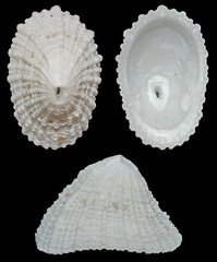 Diodora